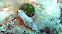 070 Doris de Krohn (Chromodoris krohni)